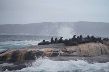 Hout Bay, Cape Town yakınındaki Duiker Adası.