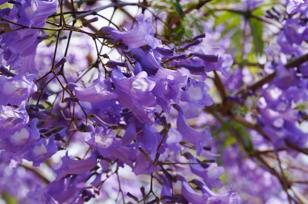 Jacaranda vibrante violeta bonita em flor . — Fotografia de Stock