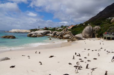 Penguenler kayalar Beach, Güney Afrika.