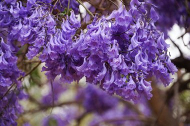 Jacaranda flowers in Spring,South Africa. clipart