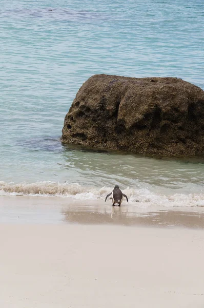 Pingüino caminando hacia el mar en Boulders Beach, Sudáfrica . — Foto de Stock