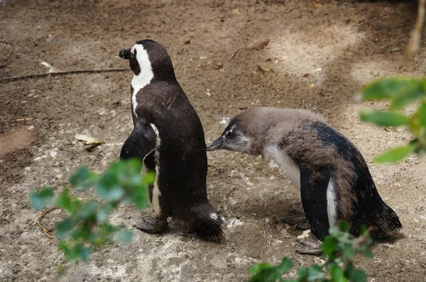 Χαριτωμένα πιγκουΐνους στο Boulders Beach, Κέιπ Τάουν — Φωτογραφία Αρχείου