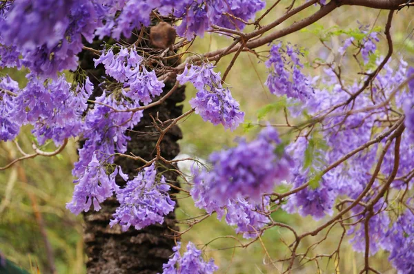 Flores do Jacaranda em África do Sul . — Fotografia de Stock