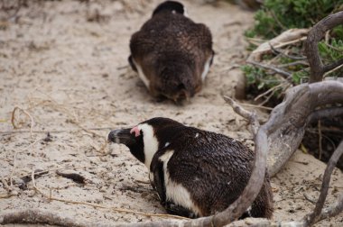 Plajda kayalar, Cape Town sevimli penguenler