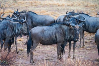 Antiloplar doğada, Pilanesberg Ulusal Park, Güney Afrika