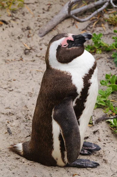 Cute penguin at Boulders Beach,Cape Town — Stock Photo, Image