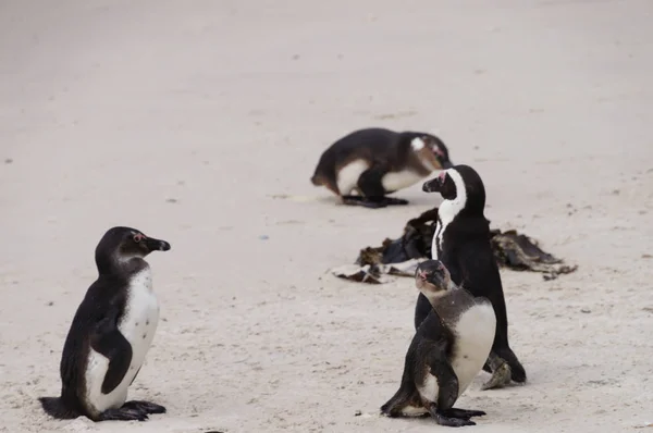 Pingüinos divertidos en Boulders Beach, Ciudad del Cabo . — Foto de Stock