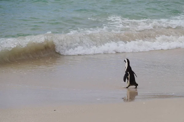Pingouin africain marchant vers la mer, Afrique du Sud — Photo