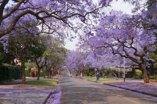 Turistas tirando fotos de belas flores Jacaranda em Pretoia . — Fotografia de Stock