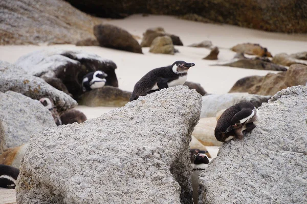 Lindos pingüinos en Boulders Beach, Ciudad del Cabo — Foto de Stock