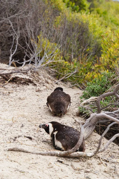 Cute penguins at Boulders Beach,Cape Town — Stock Photo, Image