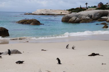 Penguenler plajda kayalar, Cape Town.
