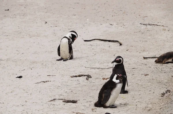 Lindo pingüino en Boulders Beach, Ciudad del Cabo — Foto de Stock