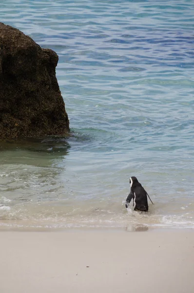 Lindo pingüino en Boulders Beach, Sudáfrica . — Foto de Stock