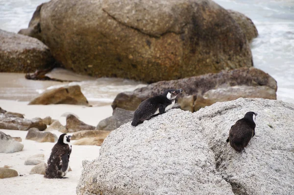 Pingüinos tirados en la playa de Boulders — Foto de Stock