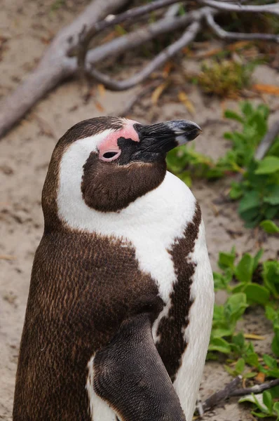 Cute penguin at Boulders Beach,South Africa. — Stock Photo, Image