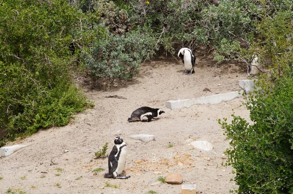 Cute penguins at Boulders Beach,Cape Town. — Stock Photo, Image