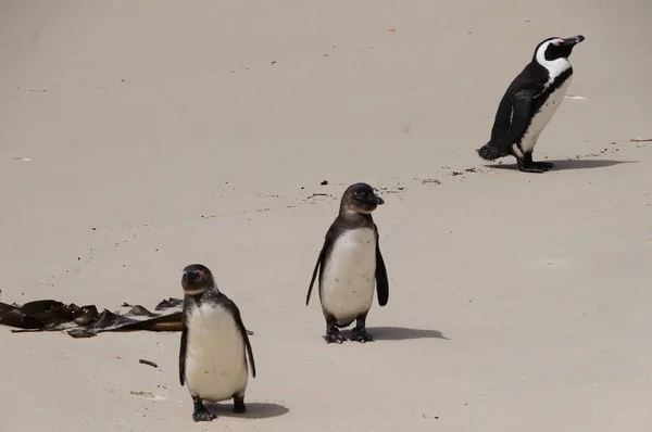 Pingüinos en Boulders Beach, Sudáfrica . — Foto de Stock