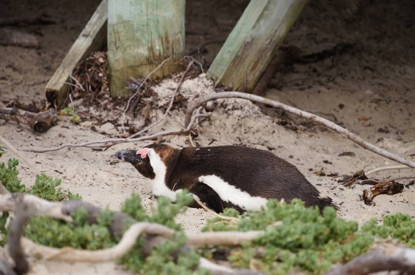 Cute penguin at Boulders Beach,Cape Town. — Stock Photo, Image