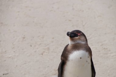 Cape Town dışında kaya Plajı'nda Afrika penguenler.