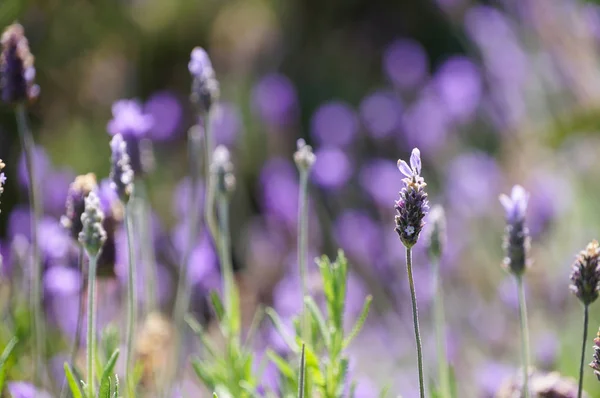 Lavender flowers in Cape Town, South Africa. — Stock Photo, Image