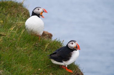 Atlantik martı Latrabjarg kayalıklardan, İzlanda.