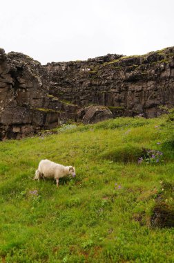 Beyaz Keçi Thingvellir Milli Parkı, İzlanda.