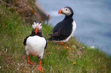 Atlantik martı Latrabjarg kayalıklardan, İzlanda.