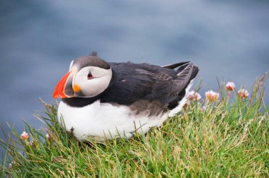 Atlantik martı Latrabjarg kayalıklardan, İzlanda.