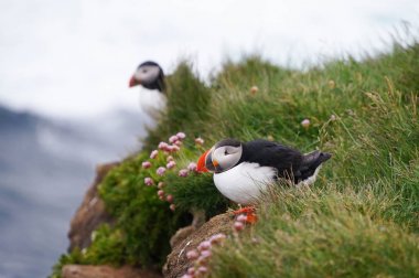 Atlantik martı Latrabjarg kayalıklardan, İzlanda.