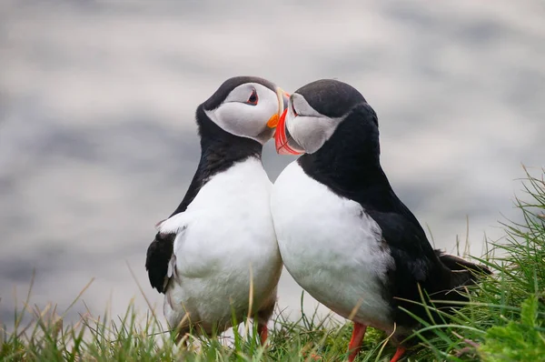 Puffin Atlântico em Latrabjarg cliffs, Islândia . — Fotografia de Stock