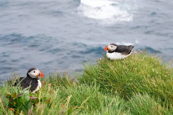 Atlantischer Papageitaucher in latrabjarg Klippen, Island. — Stockfoto