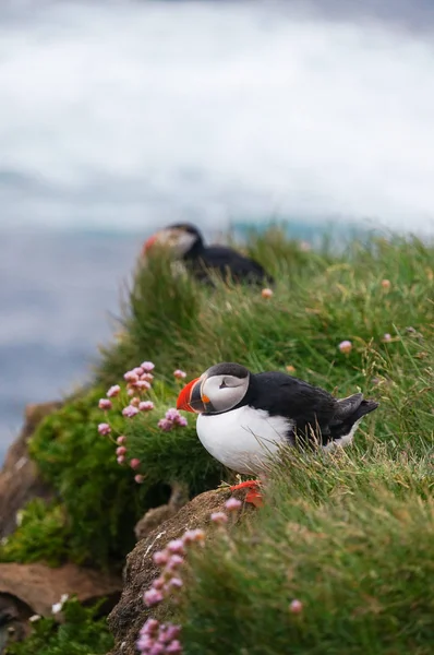 Lunnefågel i Latrabjarg klippor, Island. — Stockfoto