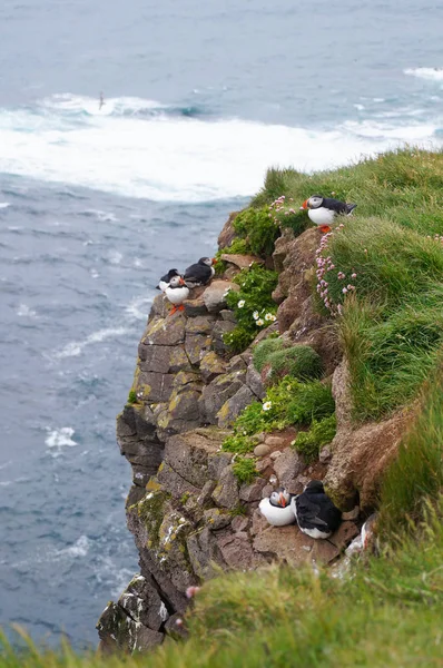 Atlantik martı Latrabjarg kayalıklardan, İzlanda.