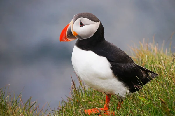 Atlantik martı Latrabjarg kayalıklardan, İzlanda.