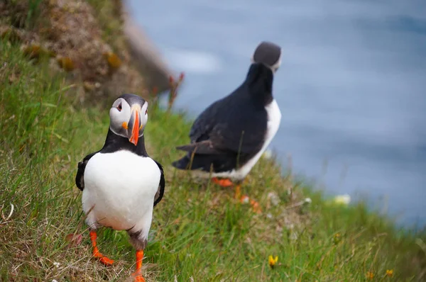 Puffin Atlântico em Latrabjarg cliffs, Islândia . — Fotografia de Stock