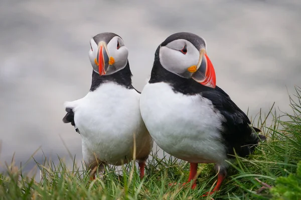 Puffin Atlântico em Latrabjarg cliffs, Islândia . — Fotografia de Stock