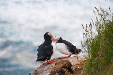 Puffins Latrabjarg uçurumlar, Batı Fjords İzlanda üzerinde
