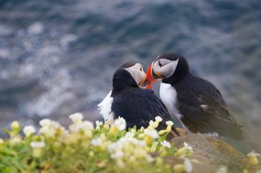 Atlantik martı Latrabjarg kayalıklardan, İzlanda.