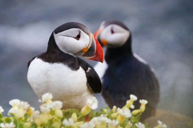 Atlantik martı Latrabjarg kayalıklardan, İzlanda.