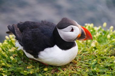 Atlantik martı Latrabjarg kayalıklardan, İzlanda.