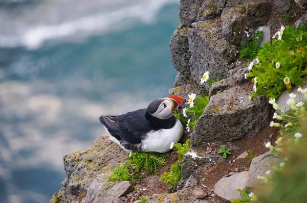 Puffin Atlântico em Latrabjarg cliffs, Islândia . — Fotografia de Stock