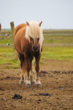 İzlandalı atlar ayakta bir alanda, İzlanda.