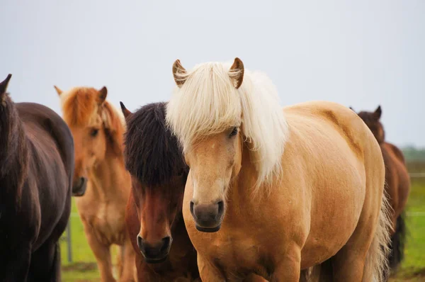 Islandští koně stojící v poli, Island. — Stock fotografie