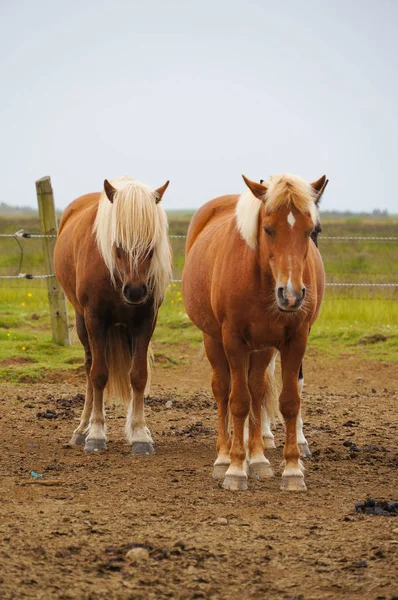 İzlandalı atlar ayakta bir alanda, İzlanda.
