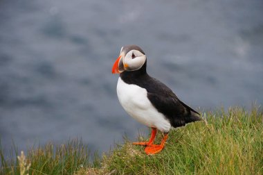 Atlantik martı Latrabjarg kayalıklardan, İzlanda.