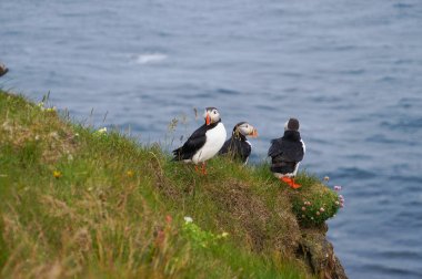 Atlantik martı Latrabjarg kayalıklardan, İzlanda.