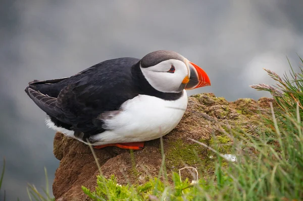 Lunnefågel i Latrabjarg klippor, Island. — Stockfoto