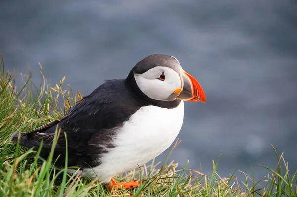 Atlantik martı Latrabjarg kayalıklardan, İzlanda.