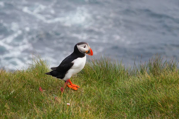 Atlantik martı Latrabjarg kayalıklardan, İzlanda.